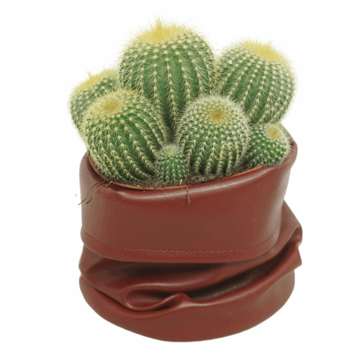Eriocactus warasii 12 cm in bruine cactusleren pot