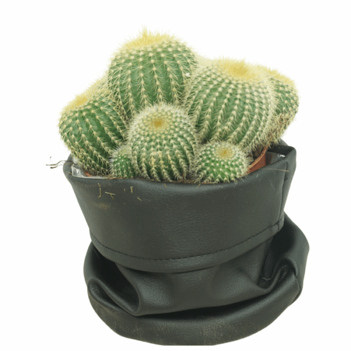 Eriocactus warasii 12 cm in zwarte cactusleren pot