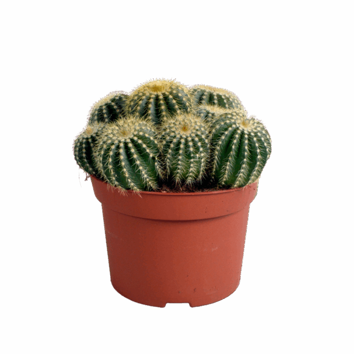 Eriocactus warasii 12 cm
