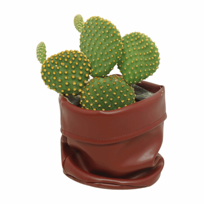 Opuntia microdasys 12 cmin bruine cactusleren pot
