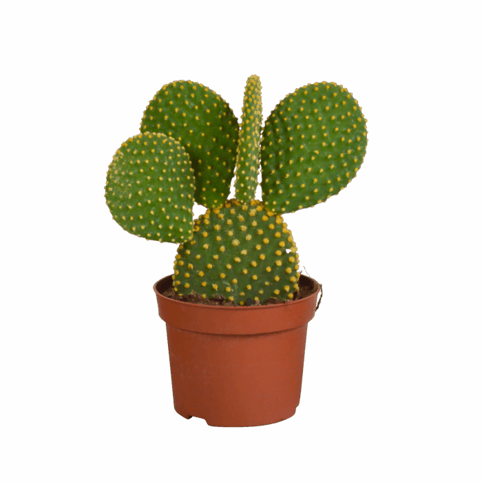 Opuntia microdasys 12 cm