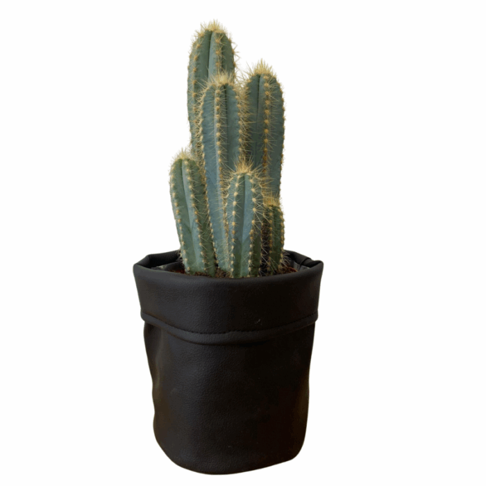 Pilosocereus azureus 12 cm in zwarte cactusleren pot