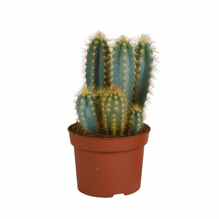 Pilosocereus azureus 12 cm