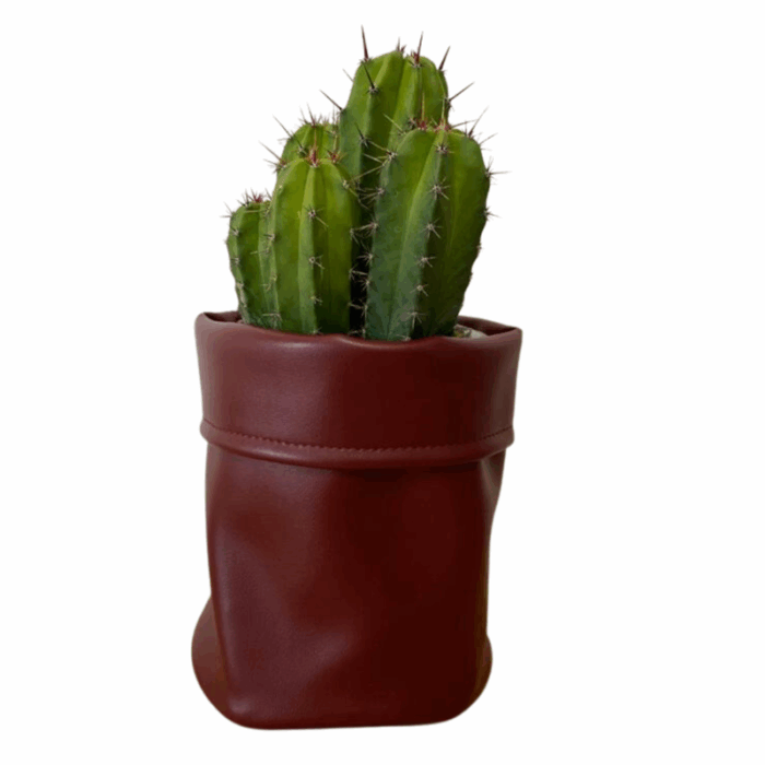 Polaskia chula 12 cm in bruine cactusleren pot
