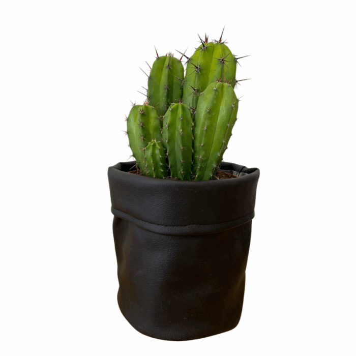 Polaskia chula 12 cm in zwarte cactusleren pot