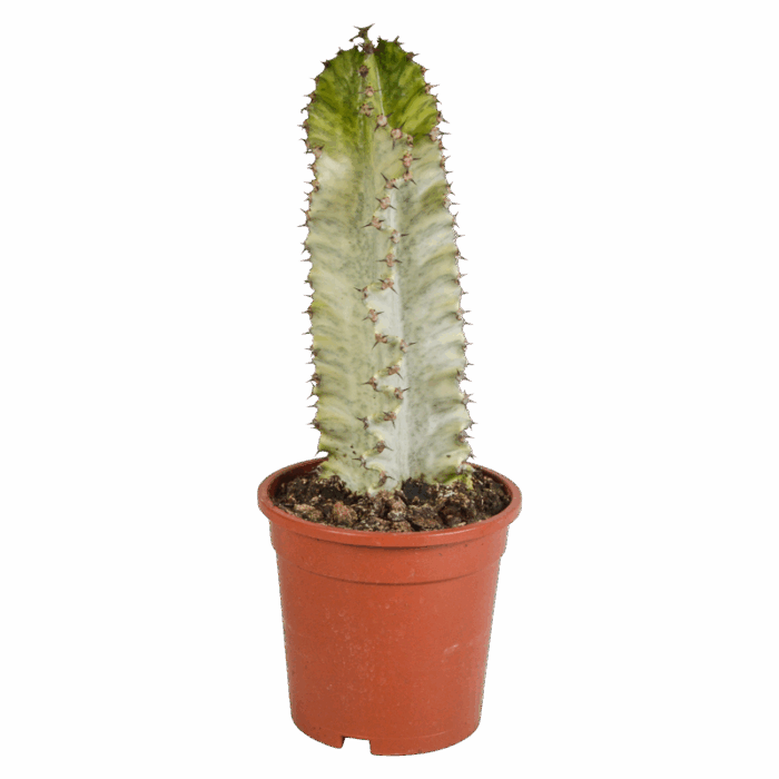 Euphorbia marmorata 17 cm