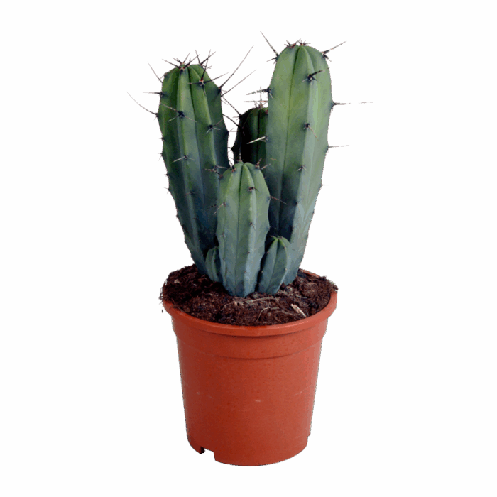 Myrtillocactus geometrizans 17 cm