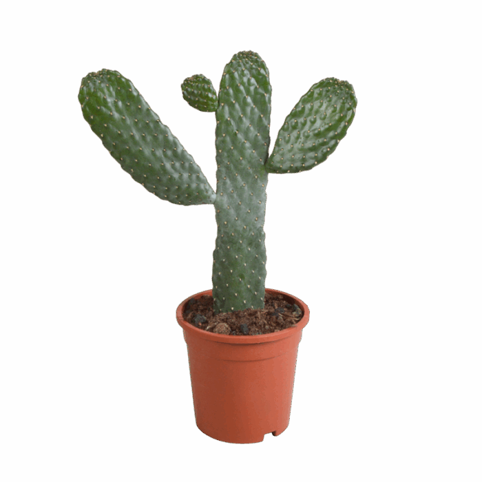 Opuntia consulea 17 cm