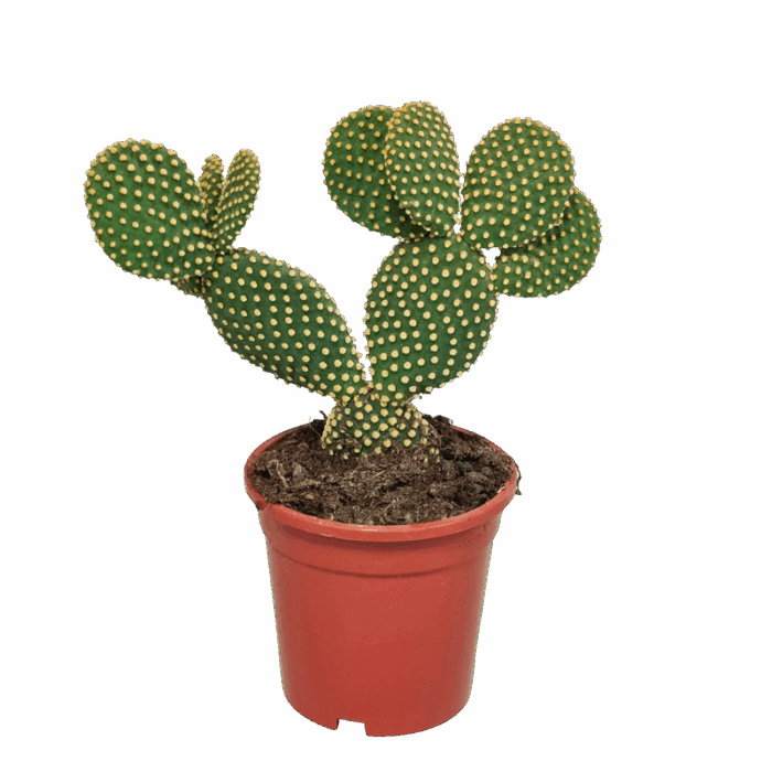 Opuntia microdasys 17 cm