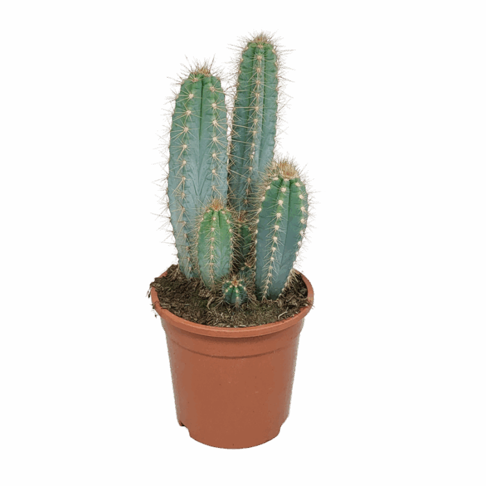 Pilosocereus azureus 17 cm
