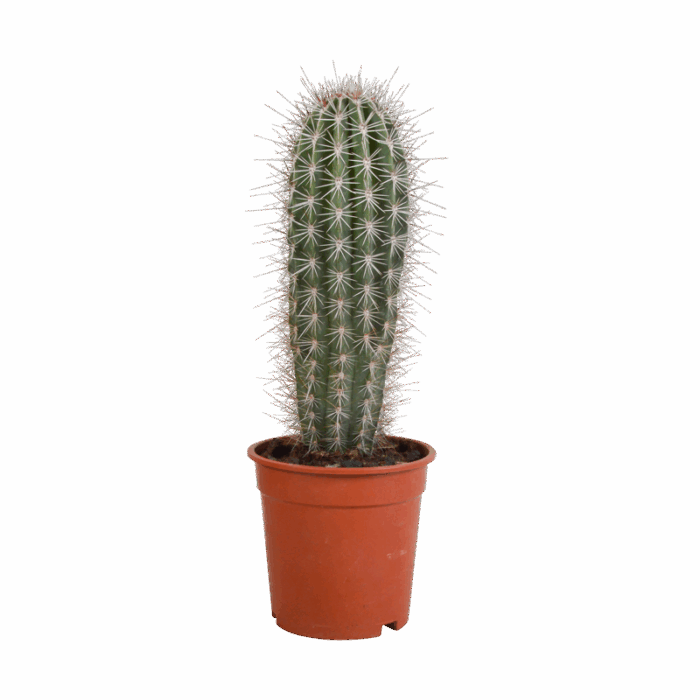 Pachycereus Pringlei 17 cm