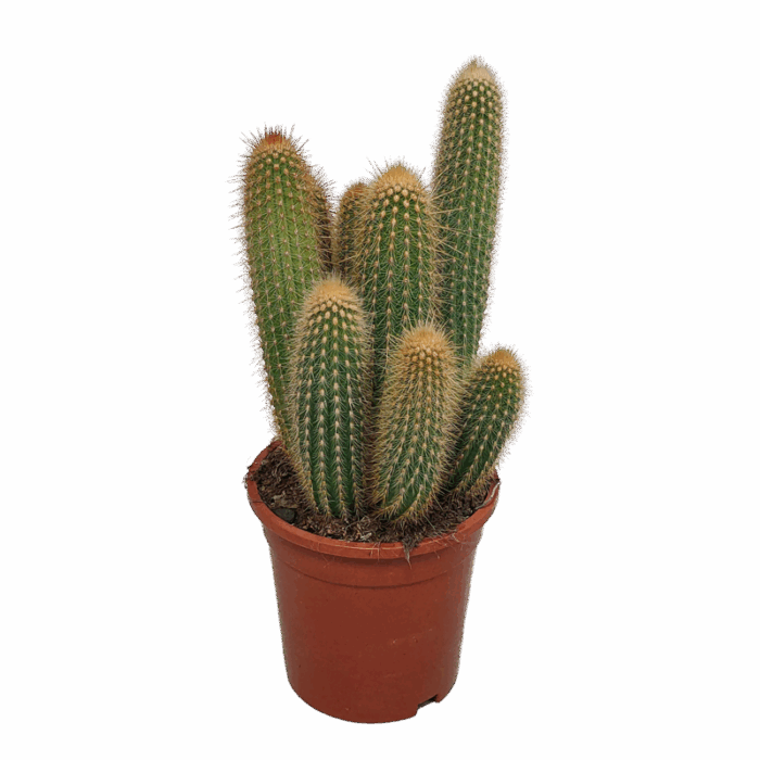 Vatricania guentheri 17 cm