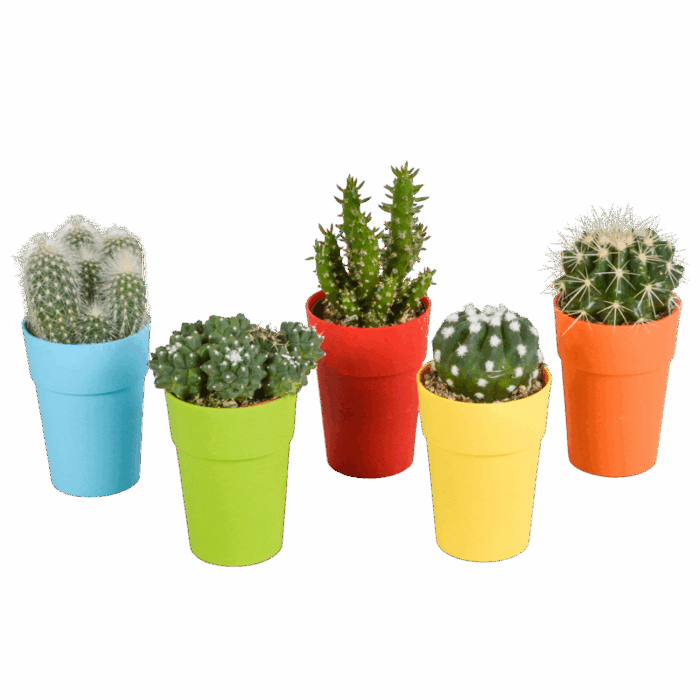 Cactus mix 5,5 cm in gekleurde plasticpot | 5 stuks