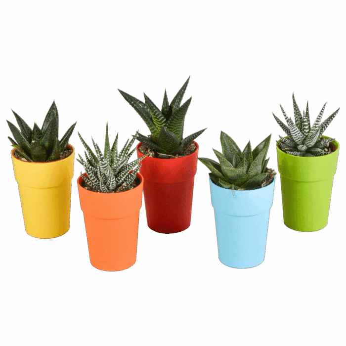 Gasteria/Haworthia mix 5,5 cm in gekleurde plasticpot | 5 stuks