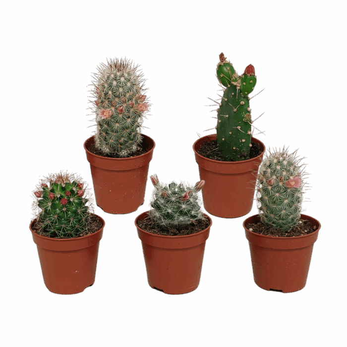 Bloeiende cactus mix 5,5 cm | 5 stuks