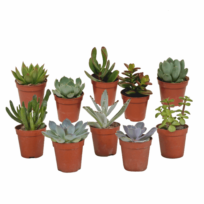 Vetplanten mix 5,5 cm | 10 stuks