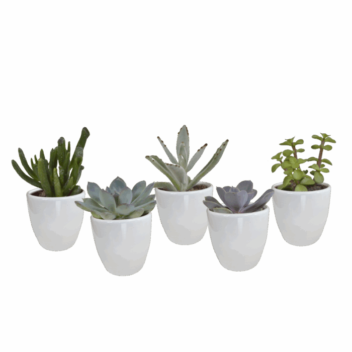 Vetplanten mix 5,5 cm in witte pot | 5 stuks