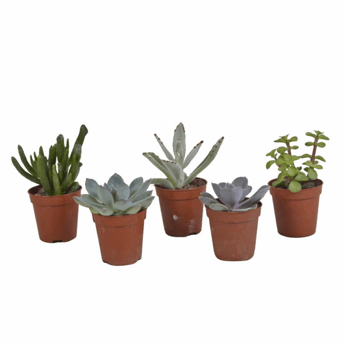Vetplanten mix 5,5 cm | 5 stuks