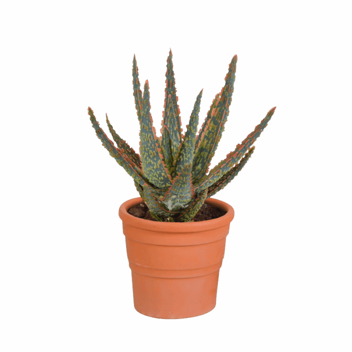 Aloë zebrina Dannyz 10,5 cm in terracotta pot