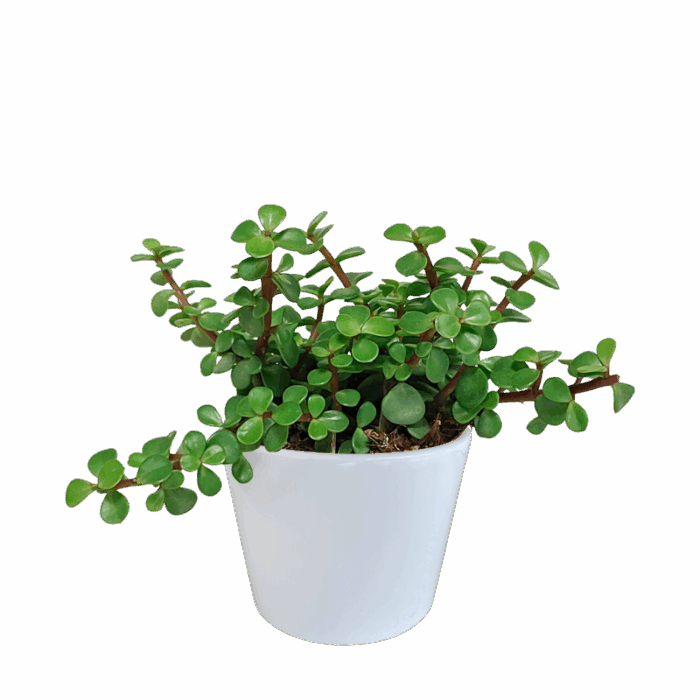 Portulacaria afra groen 10,5 cm in witte pot