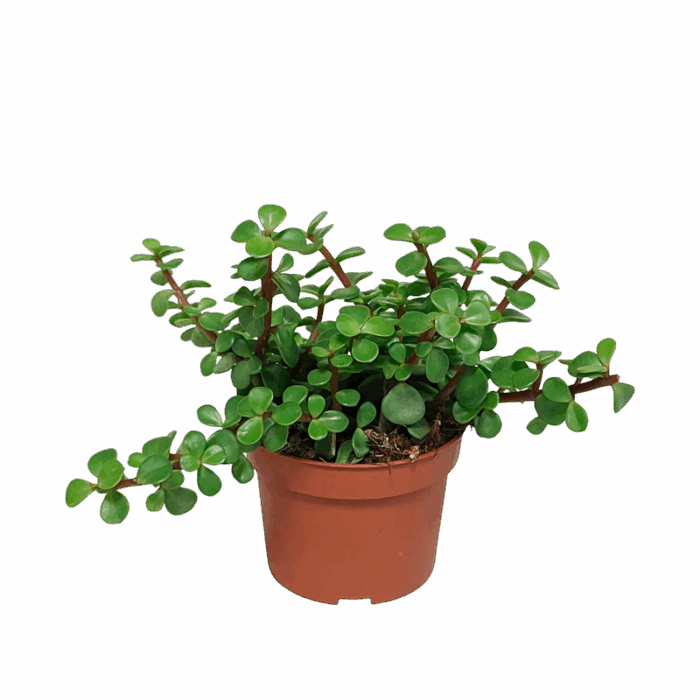 Portulacaria afra  groen 10,5 cm