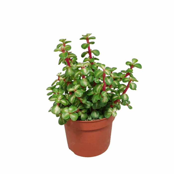 Portulacaria afra Variegata mediopicta 10,5 cm