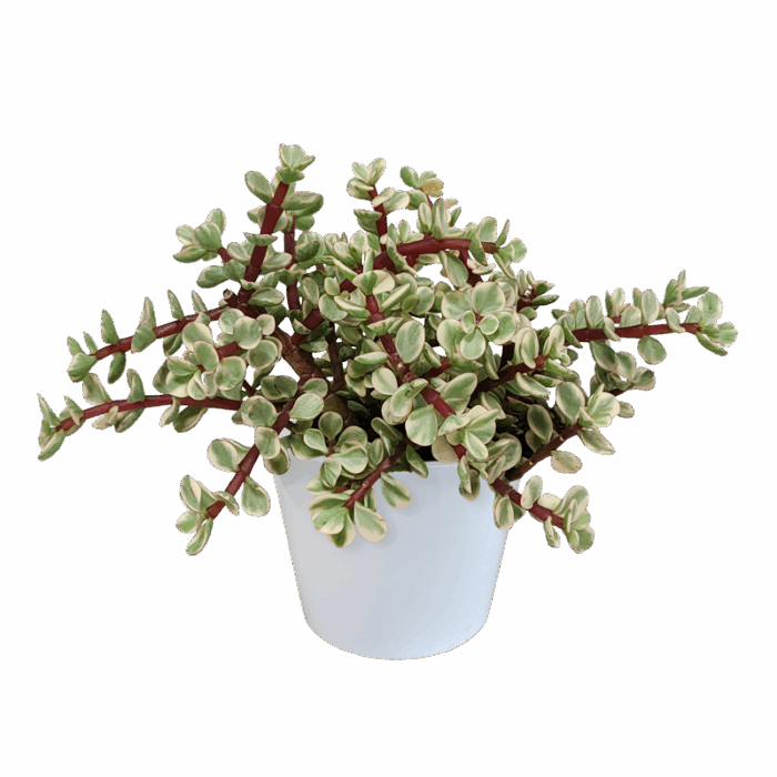 Portulacaria afra Variegata 10,5 cm in witte pot