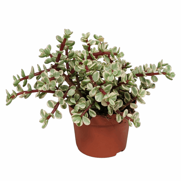 Portulacaria afra Variegata 10,5 cm