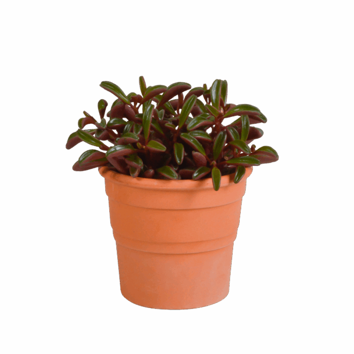 Peperomia graveolens 10,5 cm in terracotta pot