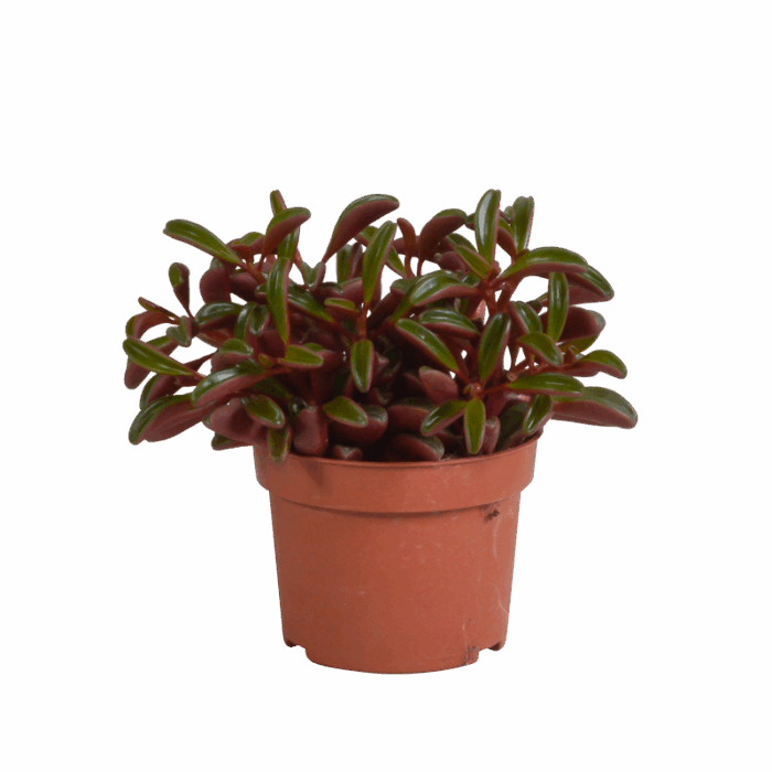 Peperomia graveolens 10,5 cm