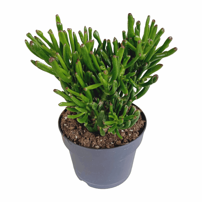 Crassula gollum 17 cm