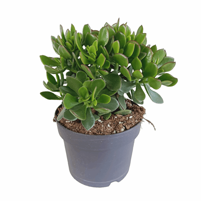 Crassula minova 17 cm