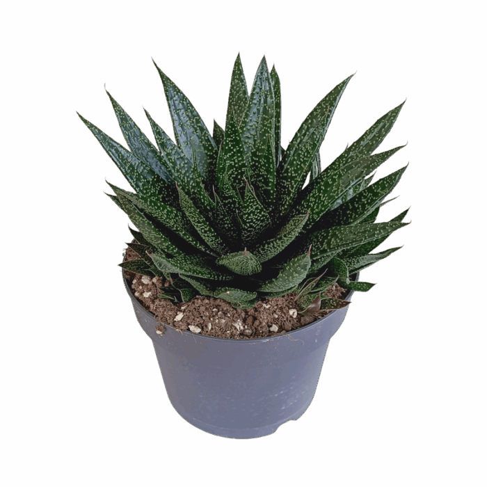 Gasteria 'd Due 17 cm