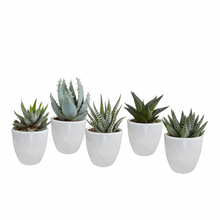 Gasteria/Haworthia mix 5,5 cm in witte pot | 5 stuks