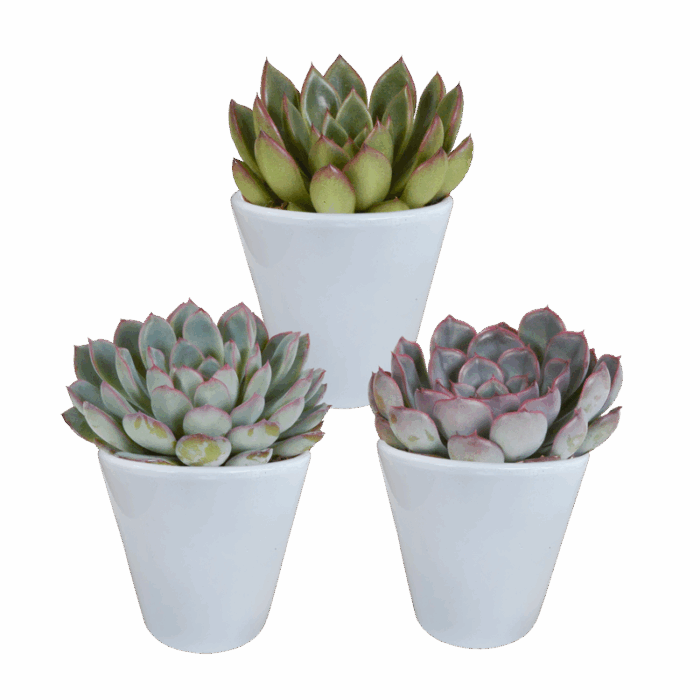 Echeveria mix 8,5 cm in witte pot | 3 stuks