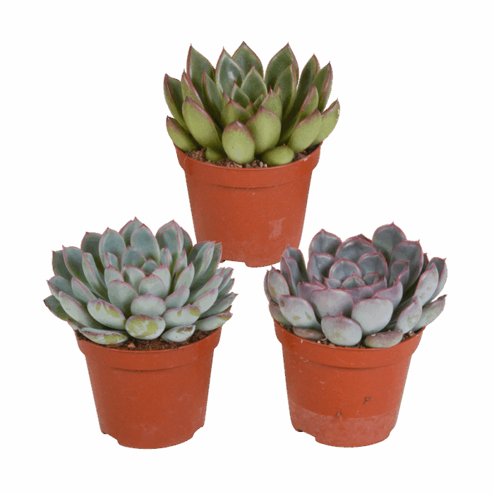 Echeveria mix 8,5 cm | 3 stuks