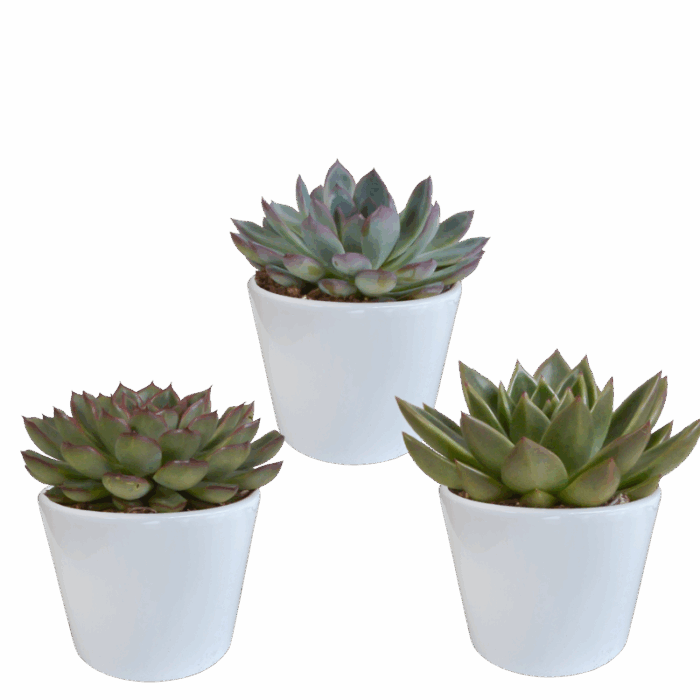 Echeveria mix 10,5 cm in witte pot | 3 stuks