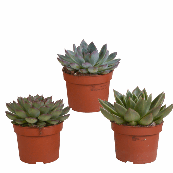 Echeveria mix 10,5 cm | 3 stuks
