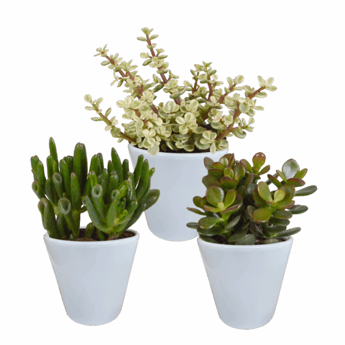 Crassula mix 8,5 cm in witte pot | 3 stuks