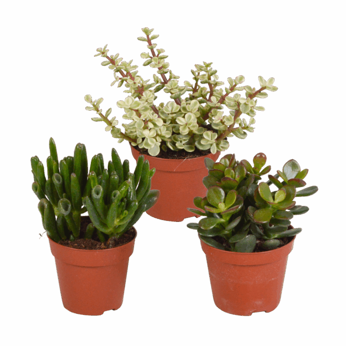 Crassula mix 8,5 cm | 3 stuks