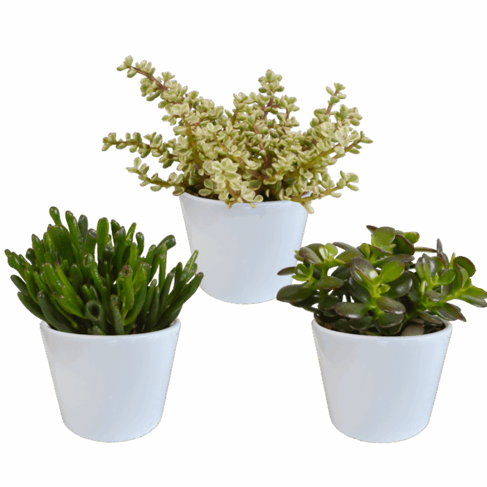Crassula mix 10,5 cm in witte pot | 3 stuks