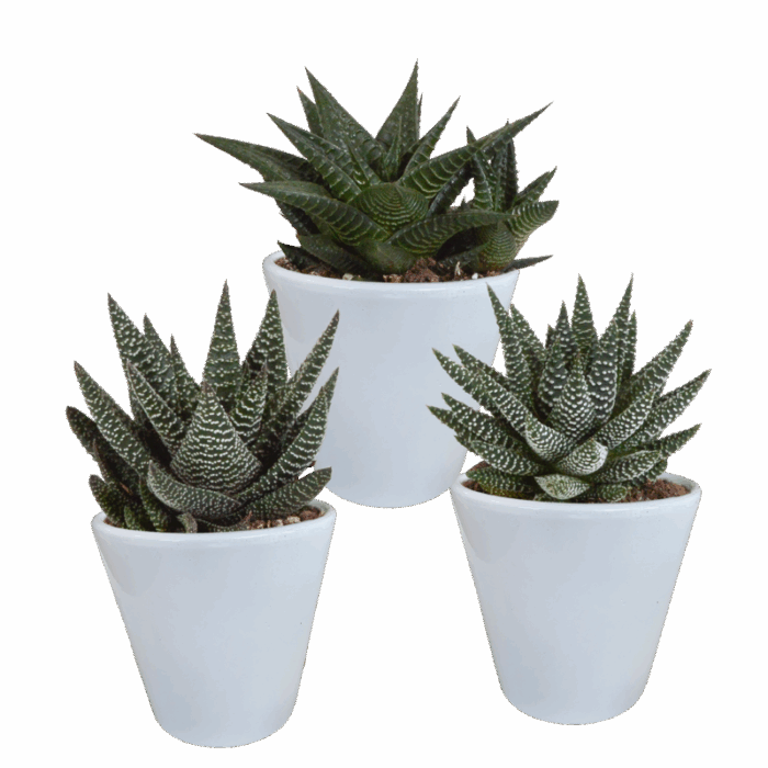 Gasteria/Haworthia mix 8,5 cm in witte pot | 3 stuks