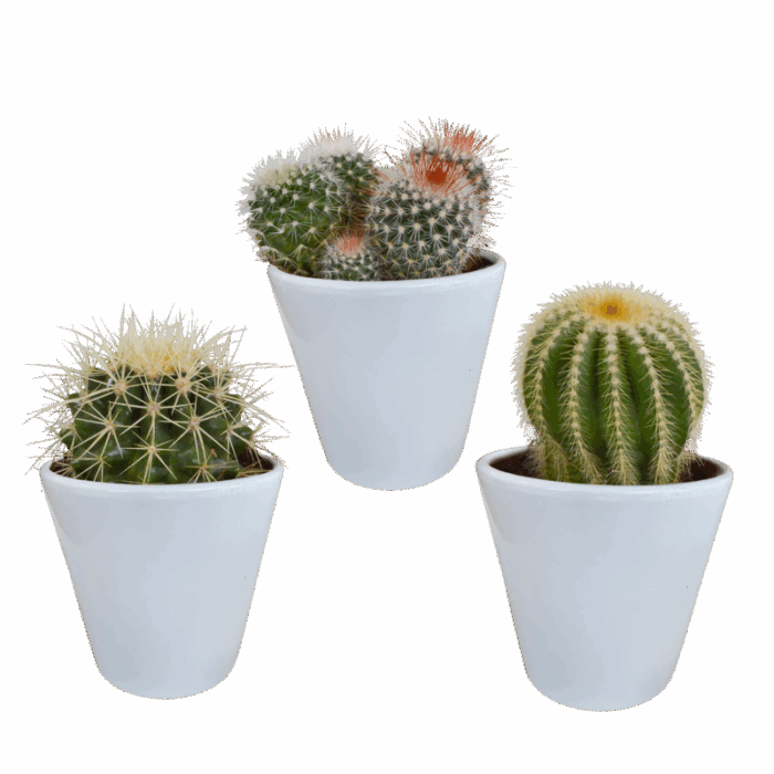 Bolcactus mix 8,5 cm in witte pot | 3 stuks