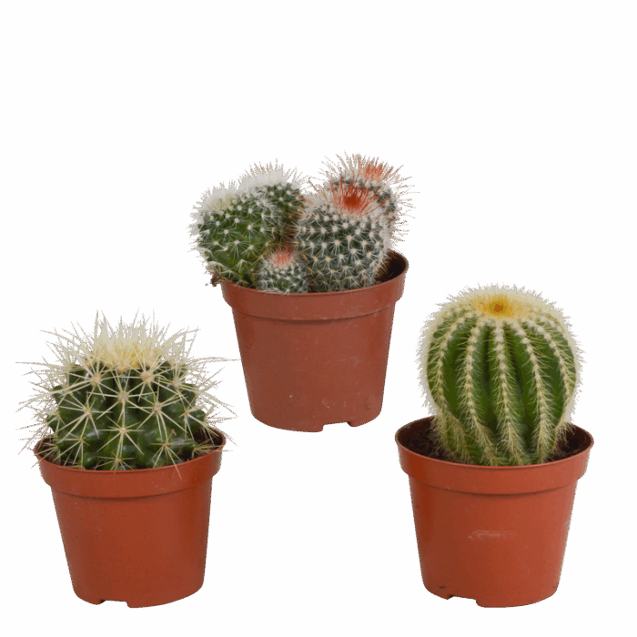 Bolcactus mix 8,5 cm | 3 stuks