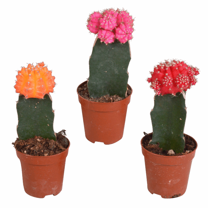 Gymnocalycium mix 5,5 cm | 3 stuks