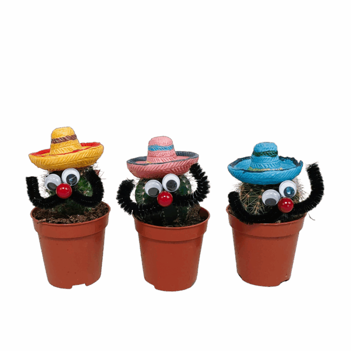 Mexicaanse mannetjes mix 5,5 cm | 3 stuks