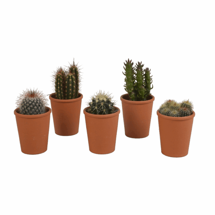 Cactus mix 5,5 cm in terracotta pot | 5 stuks