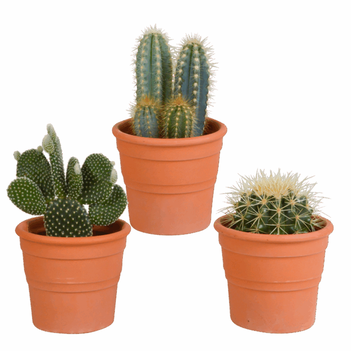 Cactus mix 10,5 cm in terracotta pot | 3 stuks