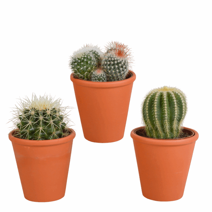 Bolcactus mix 8,5 cm in terracotta pot | 3 stuks