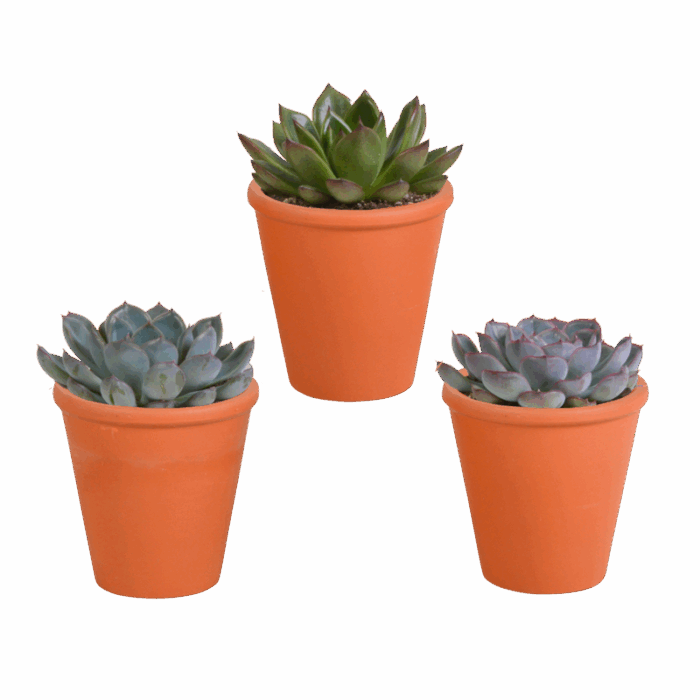 Echeveria mix 8,5 cm in terracotta pot | 3 stuks